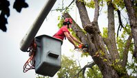 Downtown Tree Services