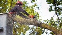 Midwest Tree Services