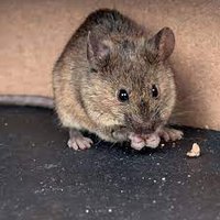 CBD Rodent Control Melbourne