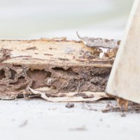 Mad Termite Experts