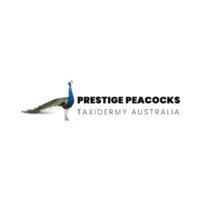 Prestige Peacocks Taxidermy Australia