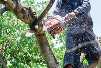 Albany Tree Service Pros