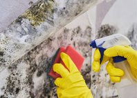 Lake City Mold Removal Experts