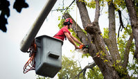 The Rebels Tree Service