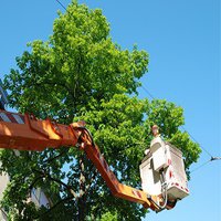 A Walkable Community Tree Services