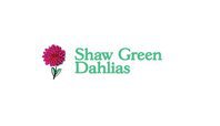 Shaw Green Dahlias