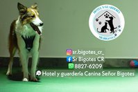 Hotel / Guardería para perros y gatos 