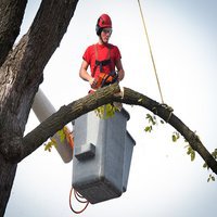 The First State Tree Service