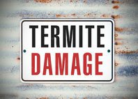 Blake Island Termite Removal Experts