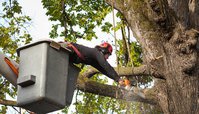 Whatcom County Tree Removal Service