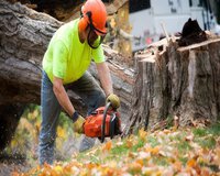 Paradise Coast Tree Removal Solutions