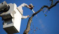 External Life Tree Removal Solutions
