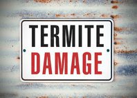 Palo Verde Termite Experts