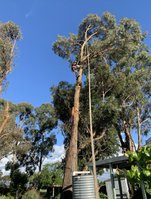 All Wide Tree Services