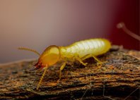 A-town Termite Removal Experts