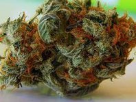 Pelican Delivers Mobile Marijuana Ordering