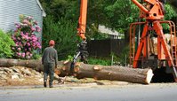 Small Town Tree Services