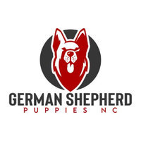 German Shepherd Puppies NC