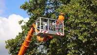 Galloping Gertie Tree Service