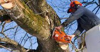 Action Heights Tree Service