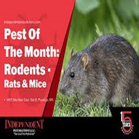 Rodents | Services | LaJaunie's Pest Control | New Orleans