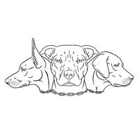 Canines Alberta Professional Dog Training