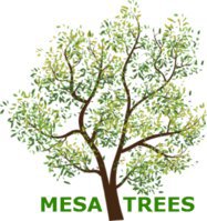 Mesa Trees