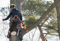 Sawyer Tree Service of Holly Springs