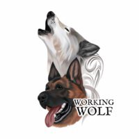 Working Wolf Dog Training