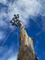 Tree Guy Tasmania Pty Ltd