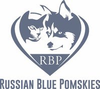 Russian Blue Pomskies
