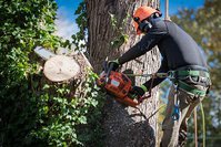 Washington DC Tree Service Pros