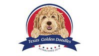 Golden Doodles in Texas