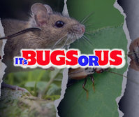 Its Bugs Or Us - Dallas