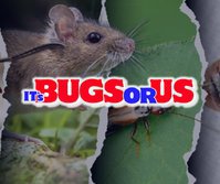 It's Bugs or Us Pest Control - Keller