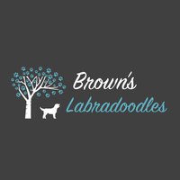 Brown's Labradoodles