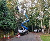 Forestwood Tree Services