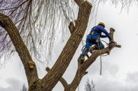Bethesda Tree Service Pros