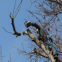 Poway Tree Service Pros