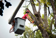 Top Notch Tree Services