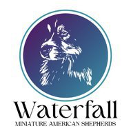 Waterfall Miniature American shepherds and Australian shepherds